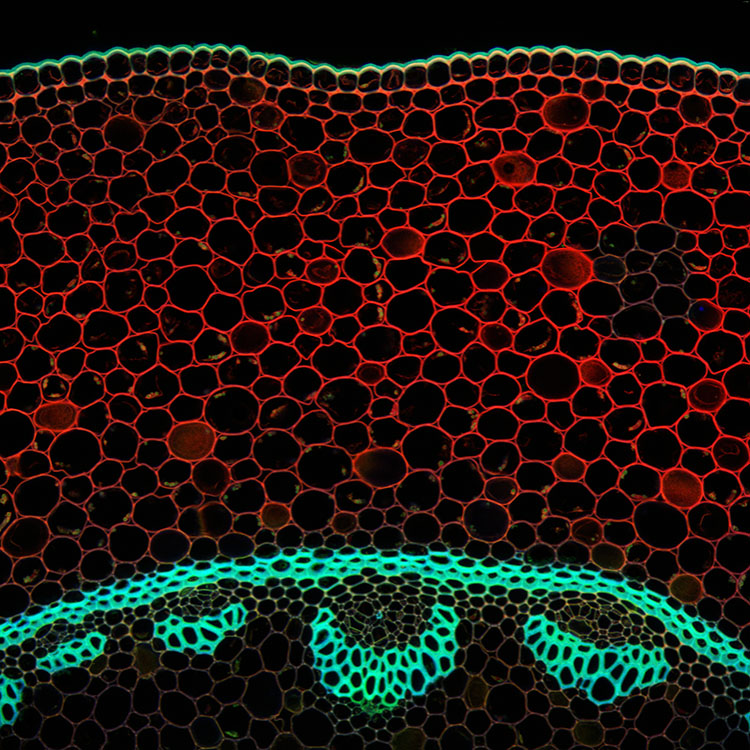 f2m-bbi-02-24-research-microscopy