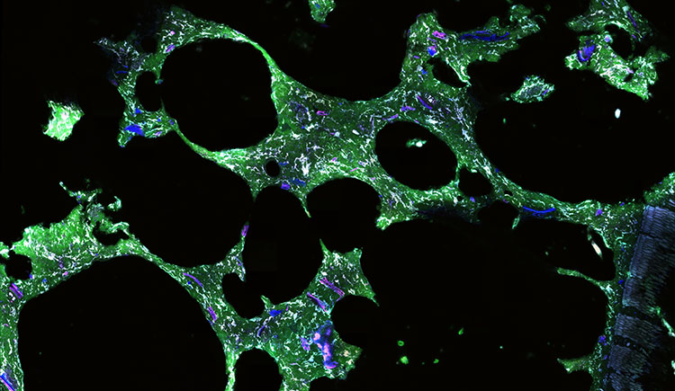 f2m-bbi-23-05-science-Brotkrume TileScan