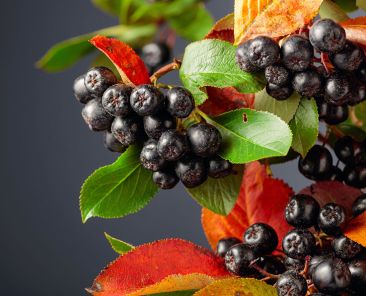 f2m-bbi-24-05-raw-materials-berries