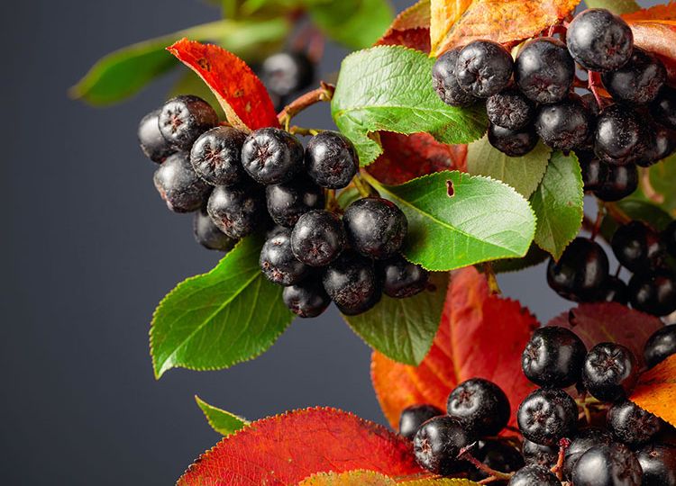 f2m-bbi-24-05-raw-materials-berries