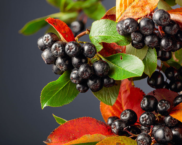 f2m-bbi-24-05-raw-materials-berries