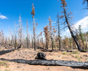 f2m_climate_change_forest_fire