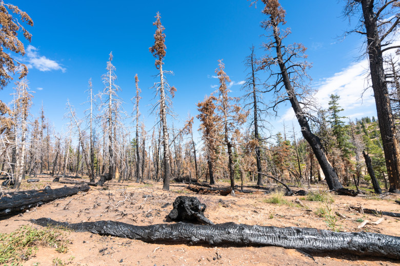 f2m_climate_change_forest_fire