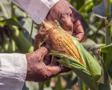 f2m_corn_field_pexels
