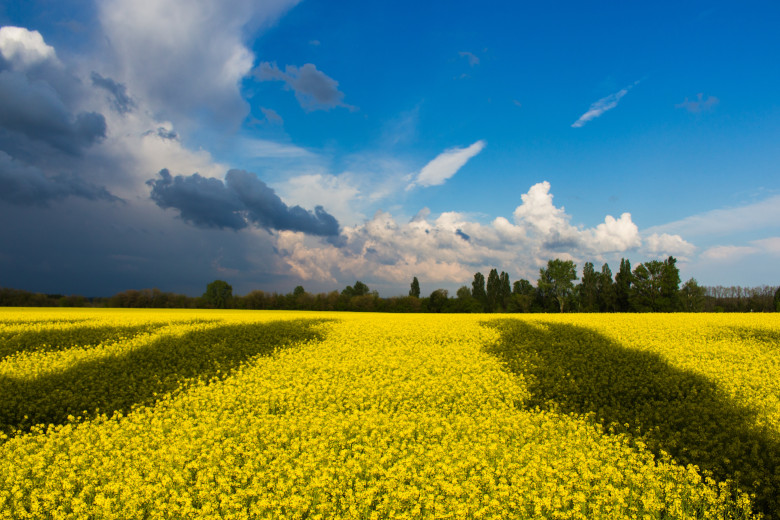 f2m_news_field_sky_ukraine_web