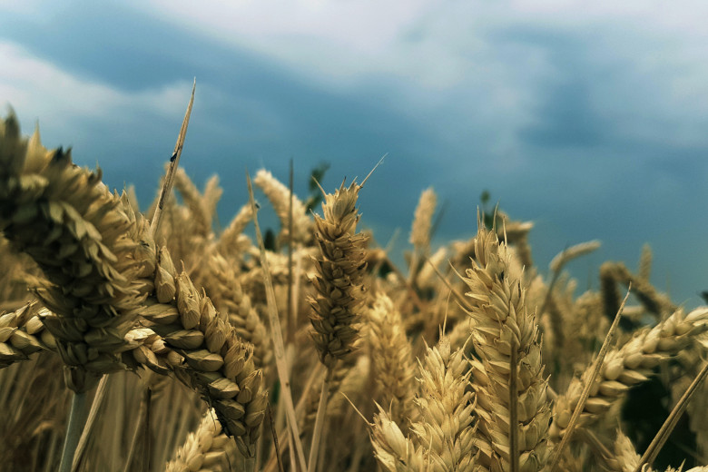 f2m_news_wheat_field