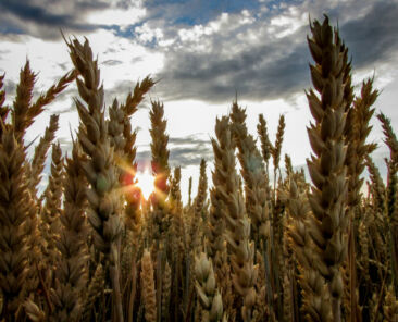 f2m_wheat_field_crop