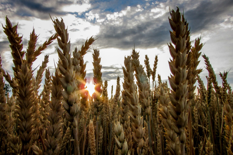 f2m_wheat_field_crop