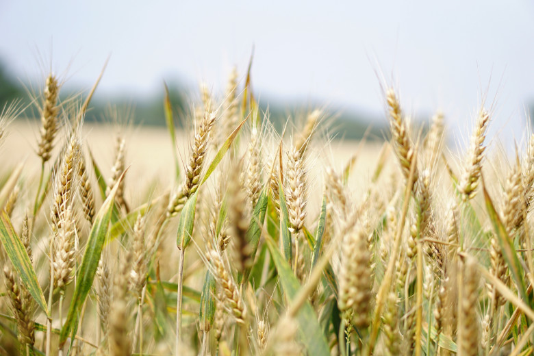 f2m_wheat_field_green_pixabay