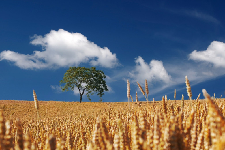 f2m_wheat_field_pixabay